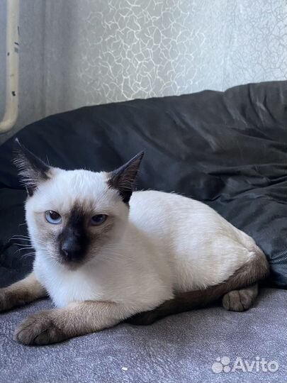 Тайские котята