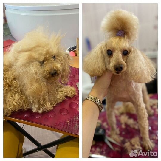 Стрижка собак и кошек