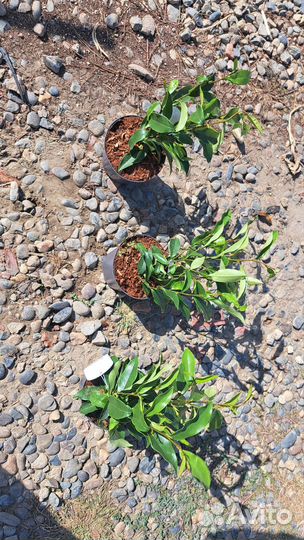 Магнолия стелар руби