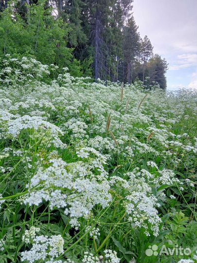 Натуральные гидролаты и эфирные масла
