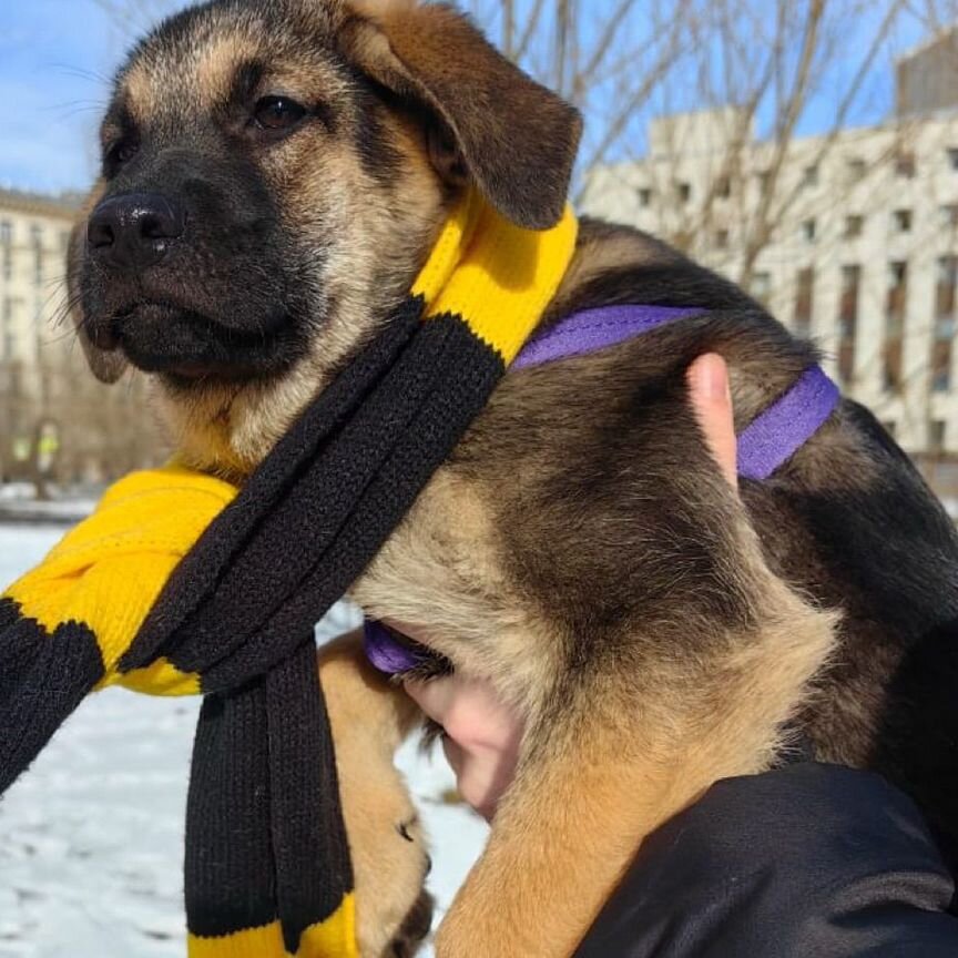 Щенок в добрые руки бесплатно