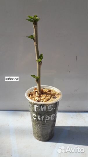 Декоративные кустарники