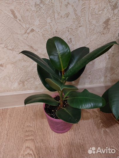 Фикус каучуконосный эластика