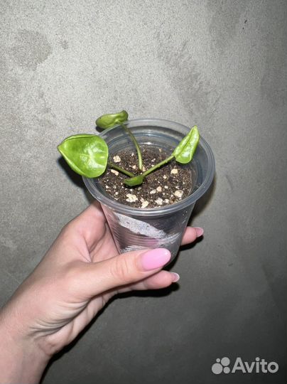 Сциндапсус