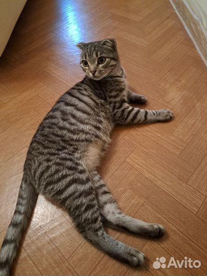 Вислоухая кошечка
