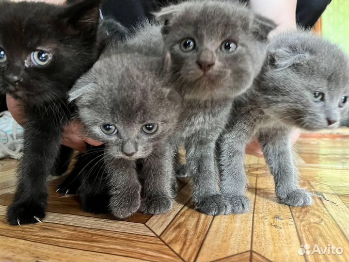 Котята в добрые руки бесплатно