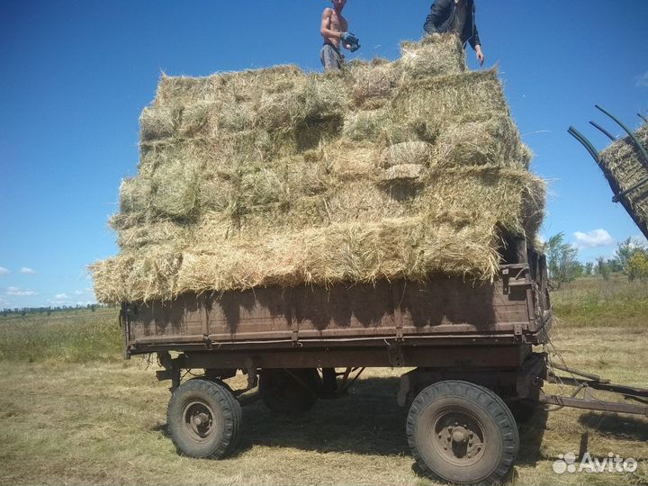 Сено с доставкой