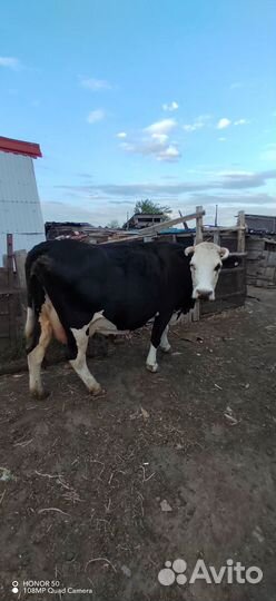 Продаю коров