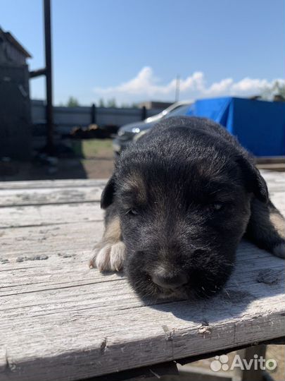 Щенки в хорошие руки