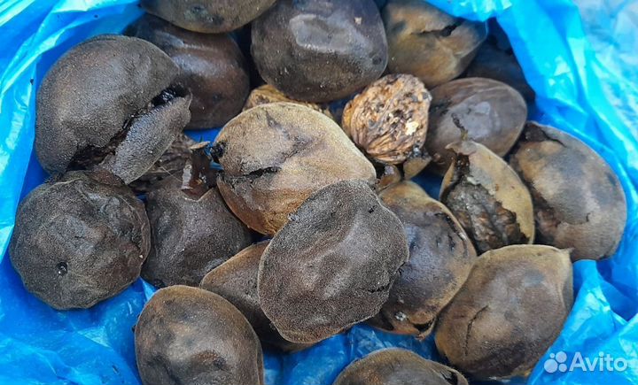 Семена ореха маньчжурского