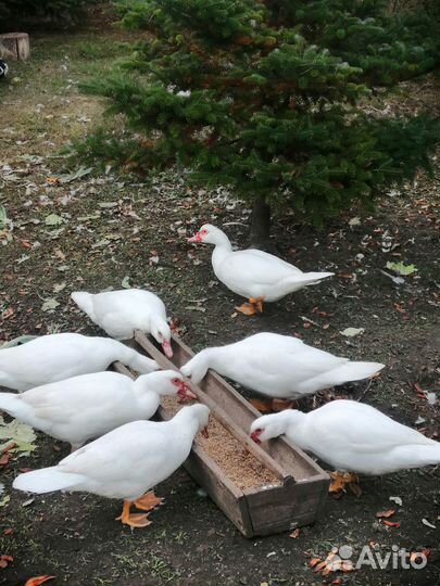 Индоутки на племя