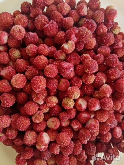 Клубника лесная