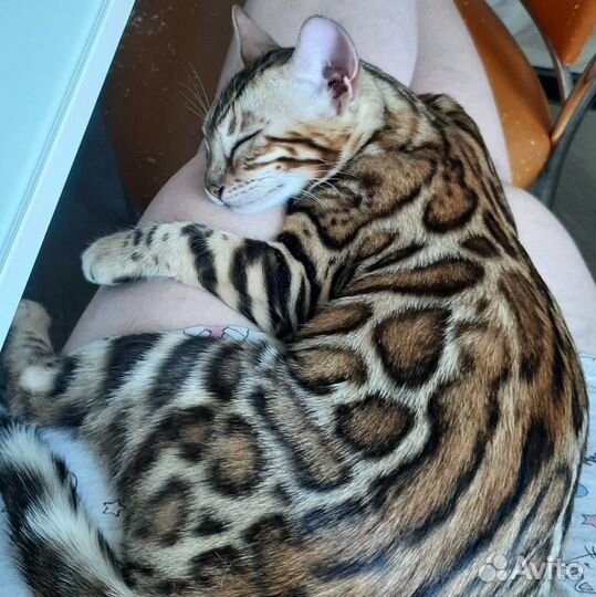Бенгальские котята