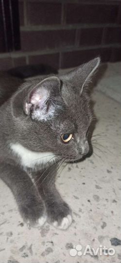 Нашёлся котёнок