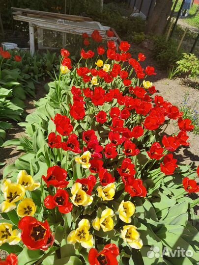 Луковицы тюльпана