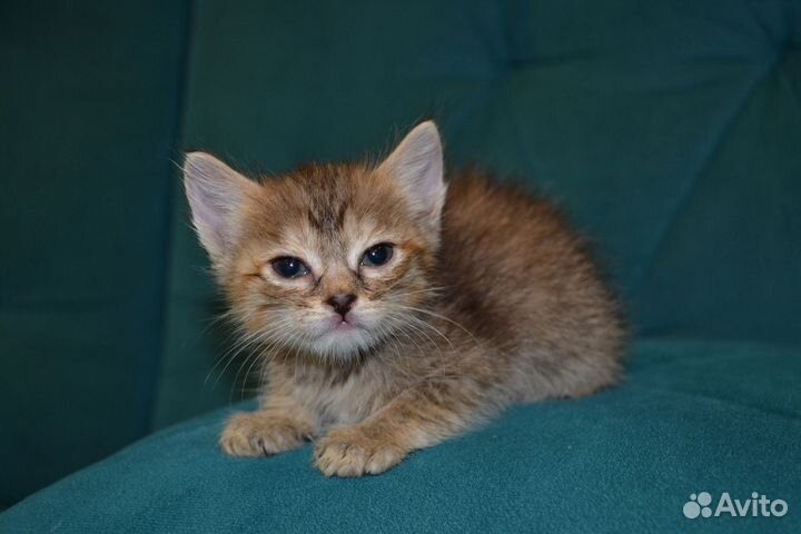 Котёнок девочка в ответственные руки