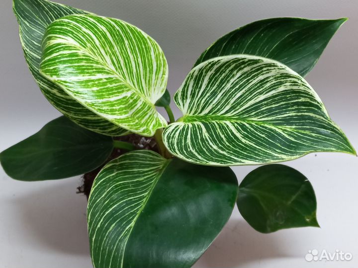 Филодендрон биркин white