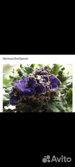 Укорененные листочки фиалки