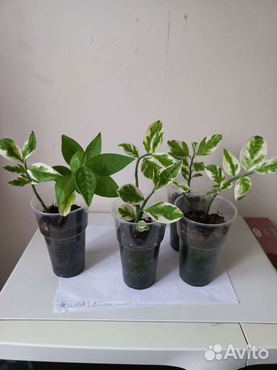 Педилантус