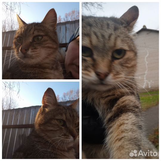 Кошка ждёт маму