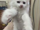 Белые котята в добрые руки