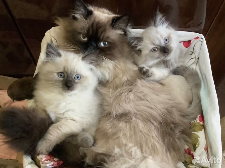 Невский маскарадный кот на вязку