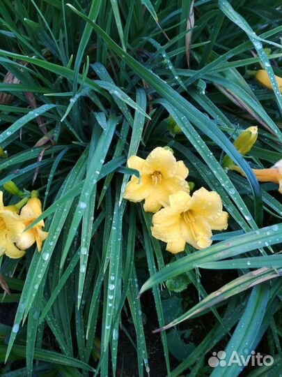 Лилейник повторно-цветущий