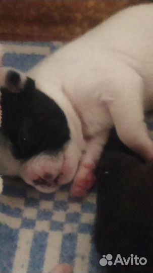 Собаки щенки французский бульдог