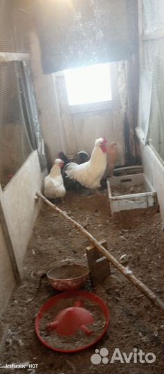 Куры петухи бройлер