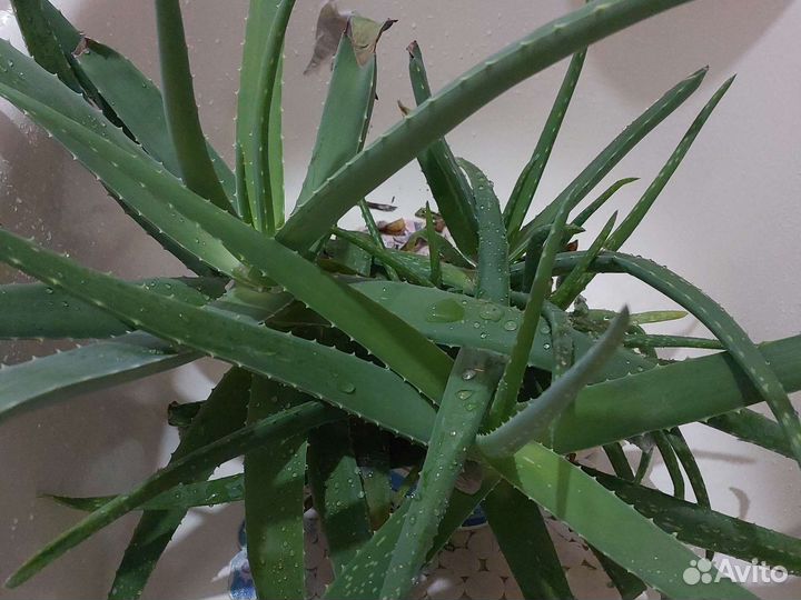 Алоэ лечебный