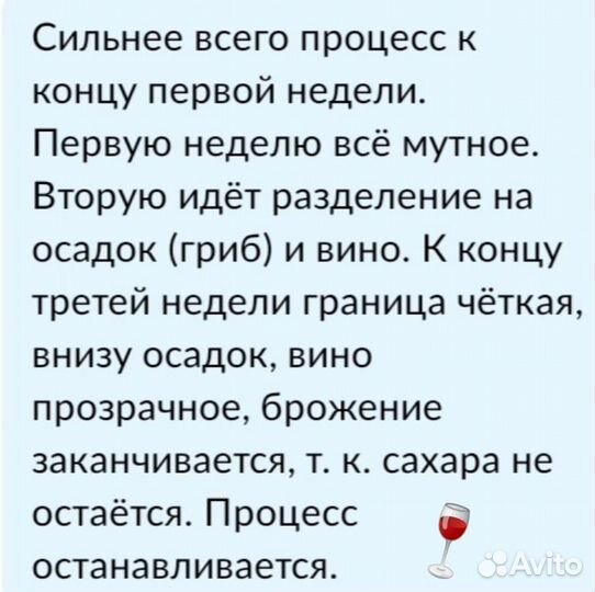 Винный гриб