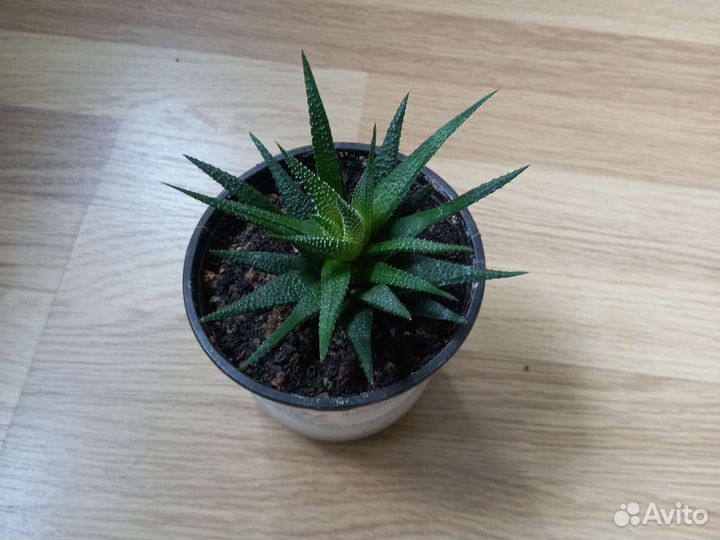 Хамедрея элеганс Хавортия сокуленты Новая