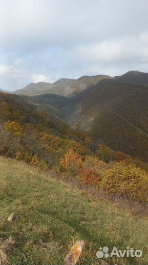 Охота на кабана,косулю,утку,гуся