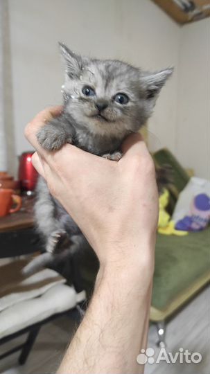 Котята бесплатно