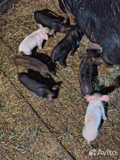 Поросята