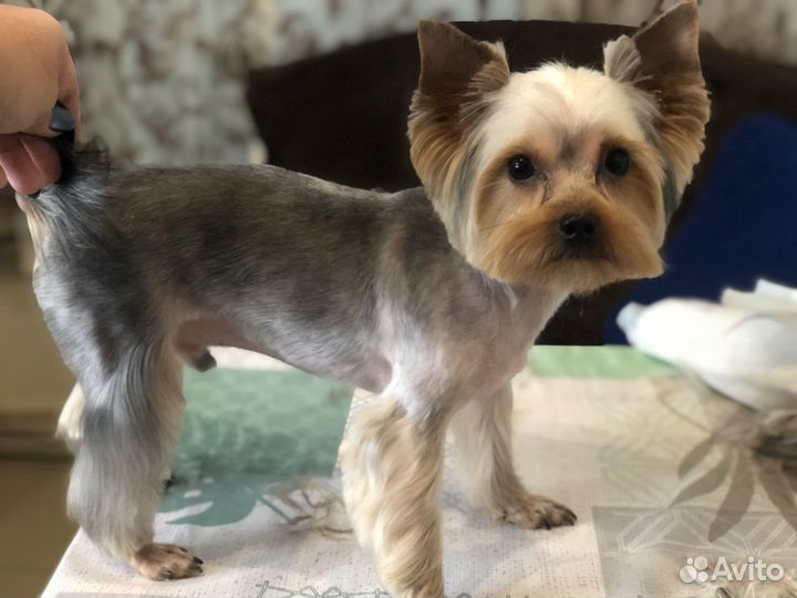 Грумер. Стрижка собак и кошек на дому