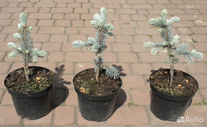 Ель голубая Хупси 