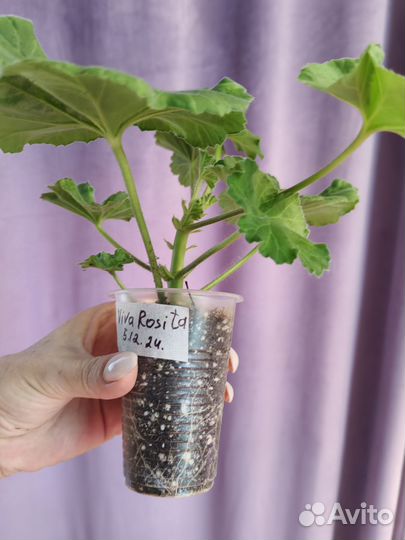 Пеларгония