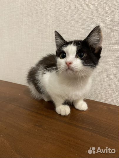 Котенок Плюша девочка ласкуша