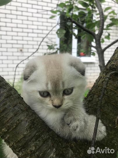 Шотландские котята