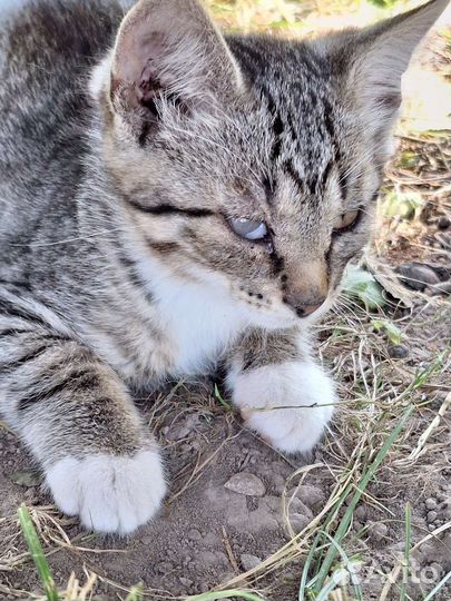 Котята ищут дом
