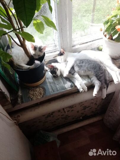 Наши новые котятки приносящие удачу)