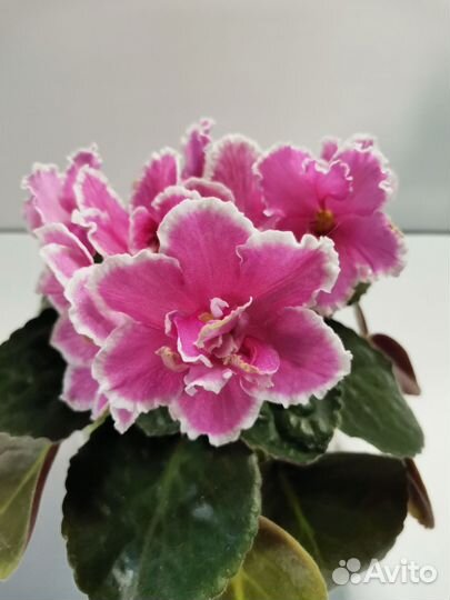 Сортовые фиалки