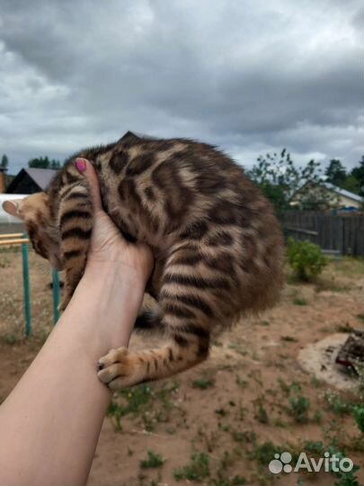 Бенгальская