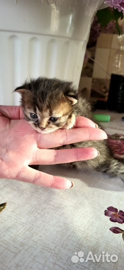 Отдам в очень добрые руки милых пушистиков