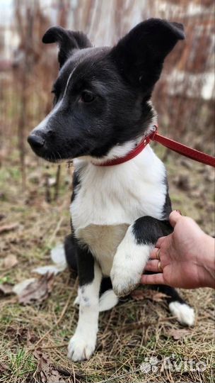 Собака в добрые руки