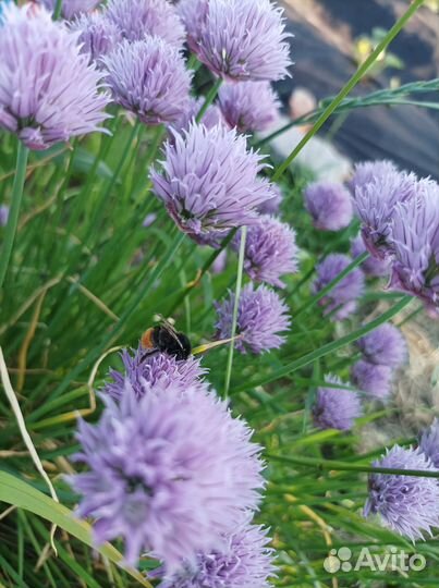 Многолетники для сада цветы