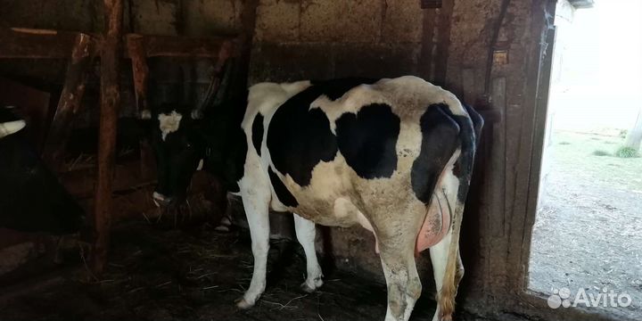 Корова, бык, тёлка, телята