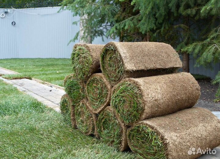 Рулонный газон 100 приживаемость