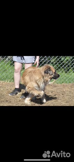 Собака в добрые руки леонбергер